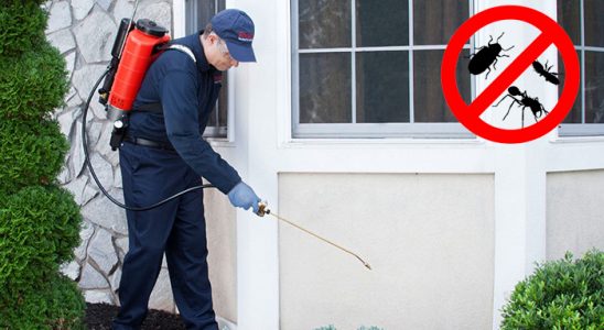 Alaplı Bit İlaçlama böcek ilaçlama ve haşere kontrolü — ilaclama-tr.com